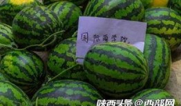 今日吃瓜,揭秘娱乐圈最新热点事件